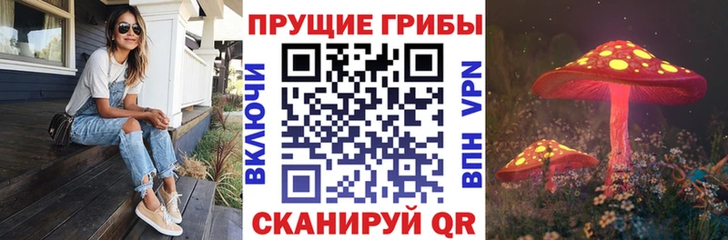 Псилоцибиновые грибы Psilocybine cubensis  Карталы 